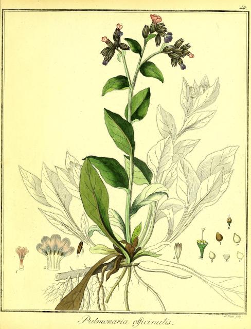 Vol. 02. Bild 44. Pulmonaria officinalis 2.