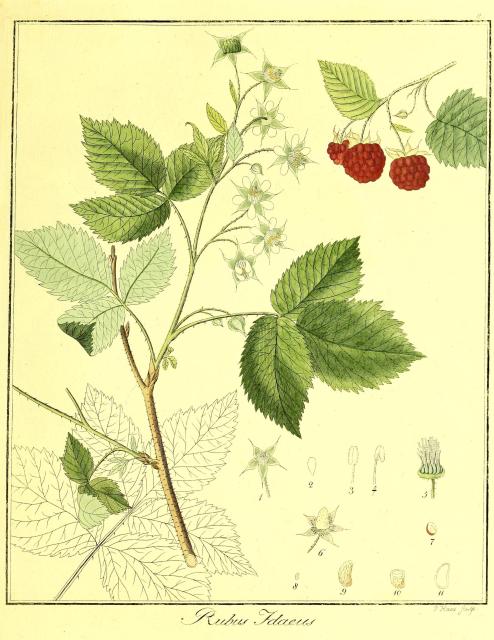 Vol. 03. Bild 08. Rubus idaeus.