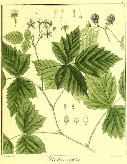 Vol. 03. Bild 09. Rubus caesius.