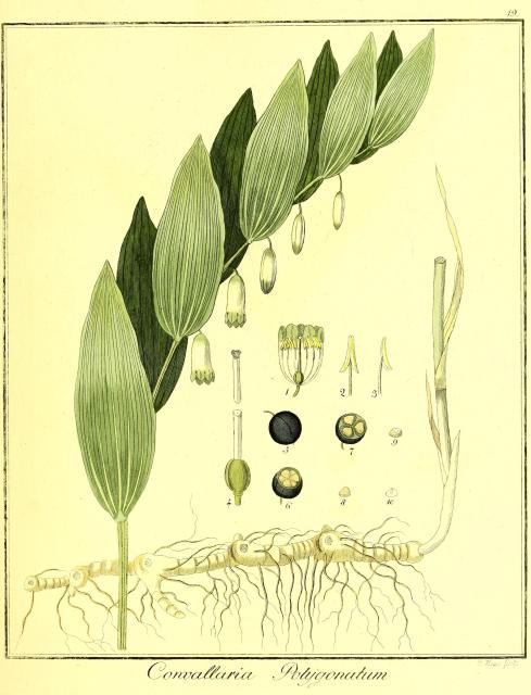 Vol. 03. Bild 19. Convallaria polygonatum.