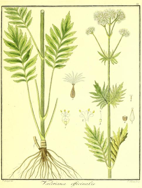 Vol. 03. Bild 32. Valeriana officinalis.