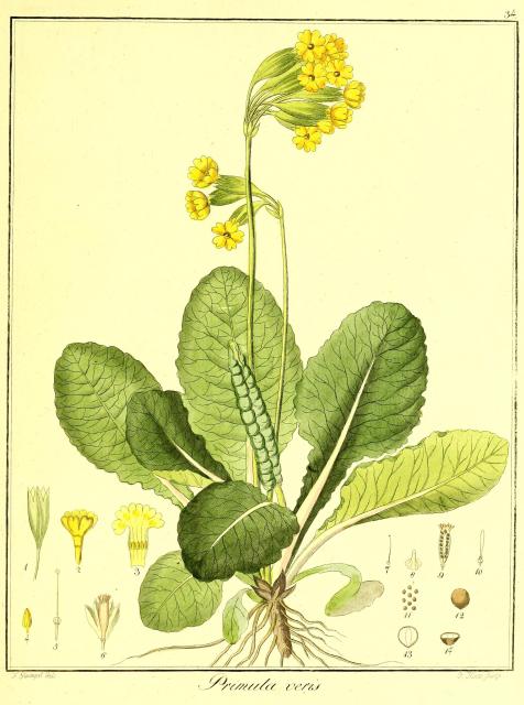 Vol. 03. Bild 34. Primula veris.