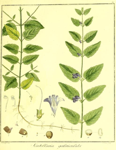 Vol. 03. Bild 36. Scutellaria galericulata.