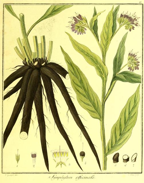 Vol. 03. Bild 37. Symphytum officinale.