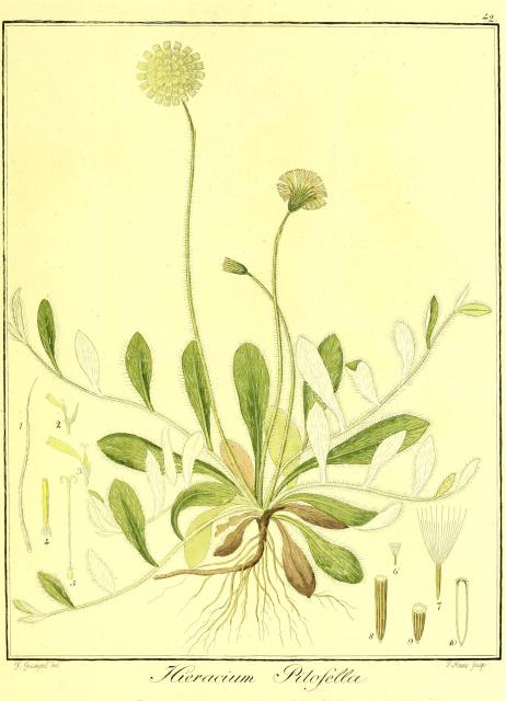 Vol. 03. Bild 42. Hieracium pilosella.