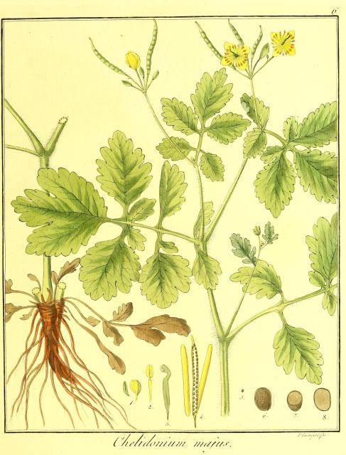 Vol. 04. Bild 06. Chelidonium majus.