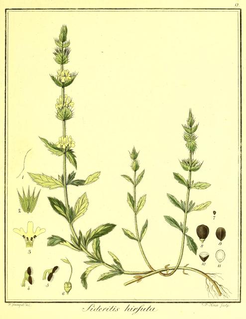 Vol. 04. Bild 09. Sideritis hirsuta.