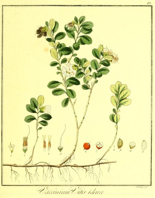 Vol. 04. Bild 19. Vaccinium vitis-idaea.