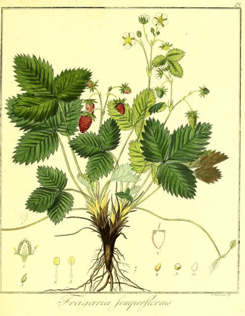 Vol. 04. Bild 25. Fragaria semperflorens.