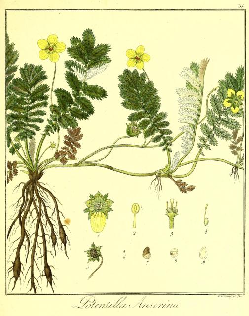 Vol. 04. Bild 31. Potentilla anserina.