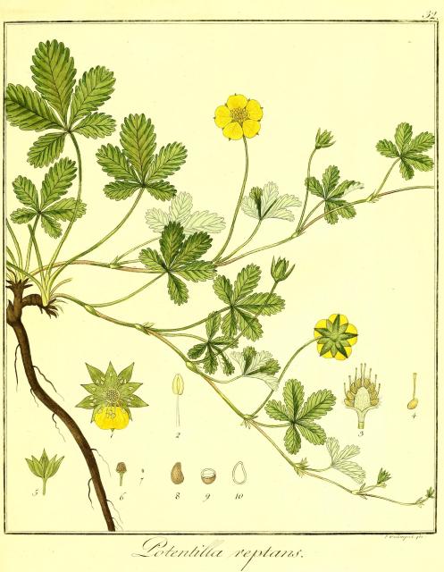 Vol. 04. Bild 32. Potentilla reptans.