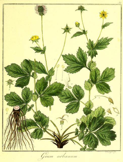 Vol. 04. Bild 33. Geum urbanum.