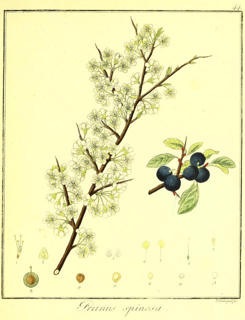 Vol. 04. Bild 44. Prunus spinosa.