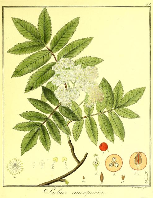 Vol. 04. Bild 45. Sorbus aucuparia.