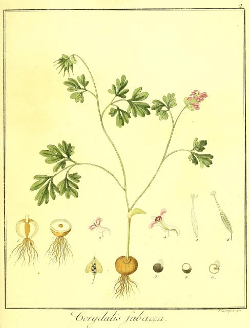 Vol. 05. Bild 02. Corydalis fabacea.