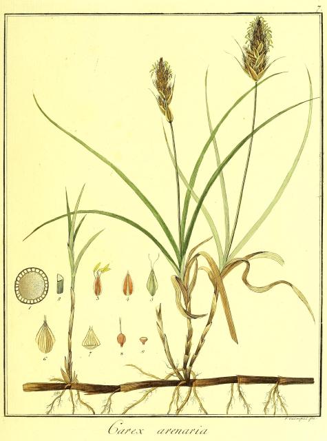 Vol. 05. Bild 07. Carex arenaria.