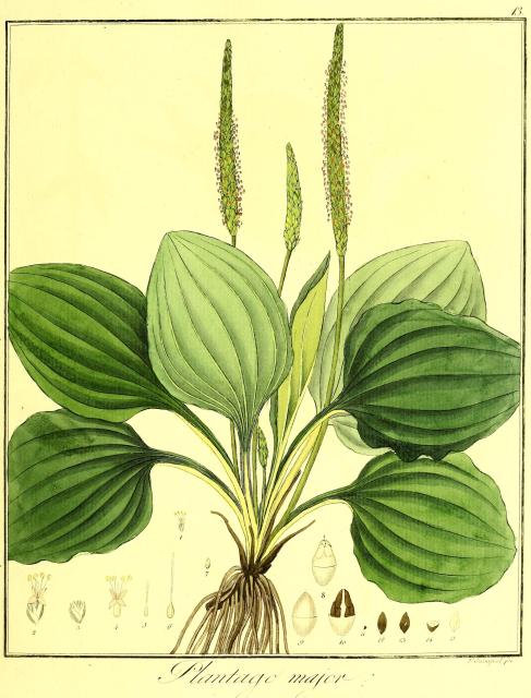 Vol. 05. Bild 13. Plantago major.