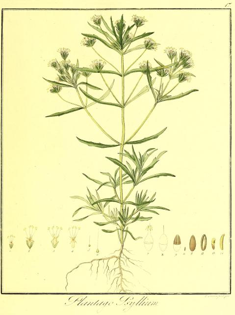 Vol. 05. Bild 17. Plantago psyllium.