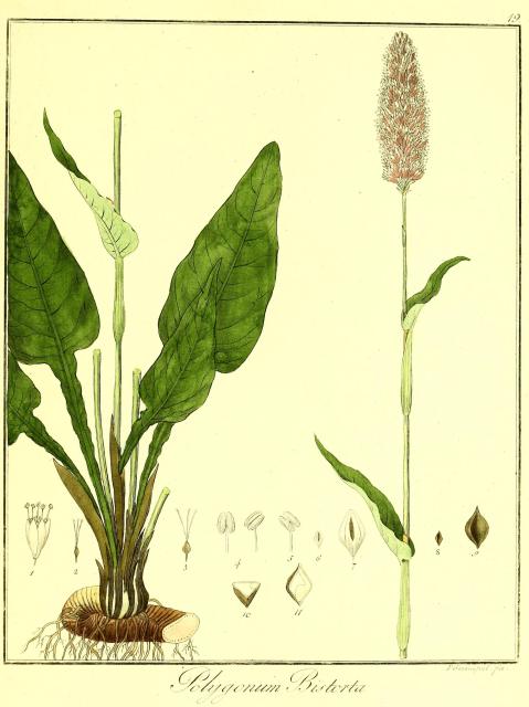 Vol. 05. Bild 19. Polygonum bistorta.