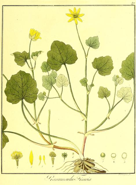 Vol. 05. Bild 27. Ranunculus ficaria.