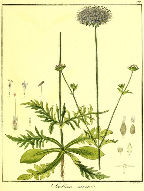 Vol. 05. Bild 38. Scabiosa arvensis.