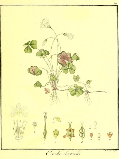 Vol. 05. Bild 39. Oxalis acetosella.