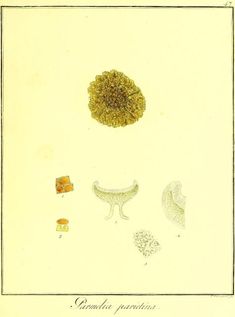 Vol. 05. Bild 47. Parmelia parietina.