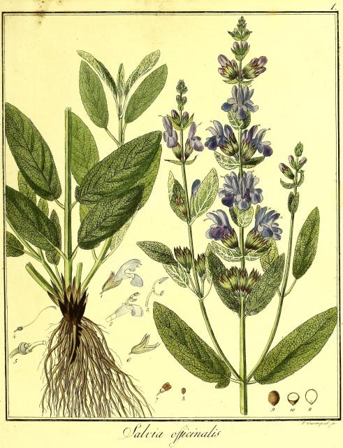 Vol. 06. Bild 01. Salvia officinalis.