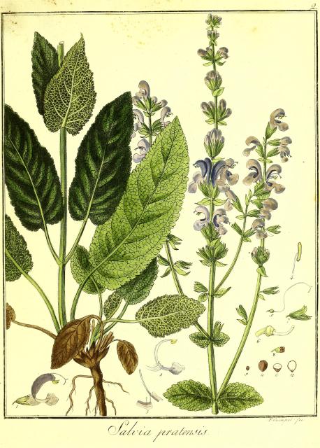 Vol. 06. Bild 02. Salvia pratensis.