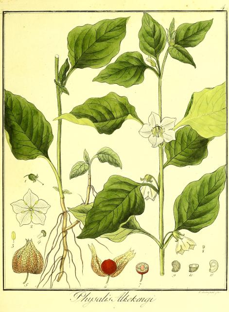 Vol. 06. Bild 04. Physalis alkekengi.