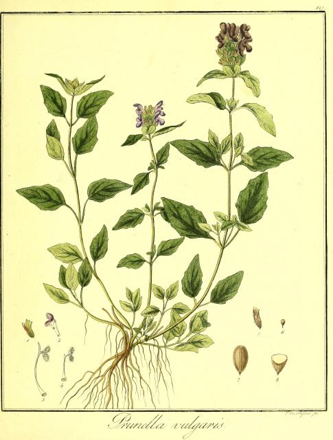 Vol. 06. Bild 10. Prunella vulgaris.