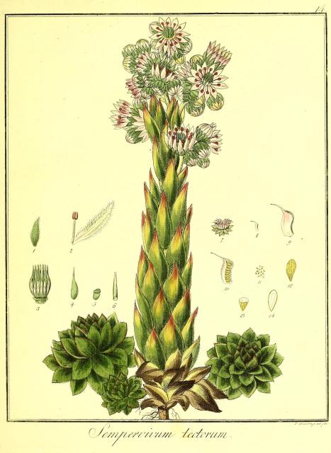 Vol. 06. Bild 14. Sempervivum tectorum.