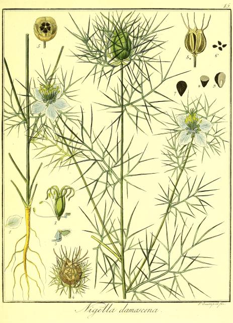 Vol. 06. Bild 15. Nigella damascena.