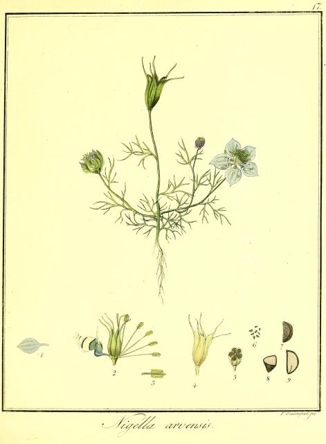 Vol. 06. Bild 17. Nigella arvensis.