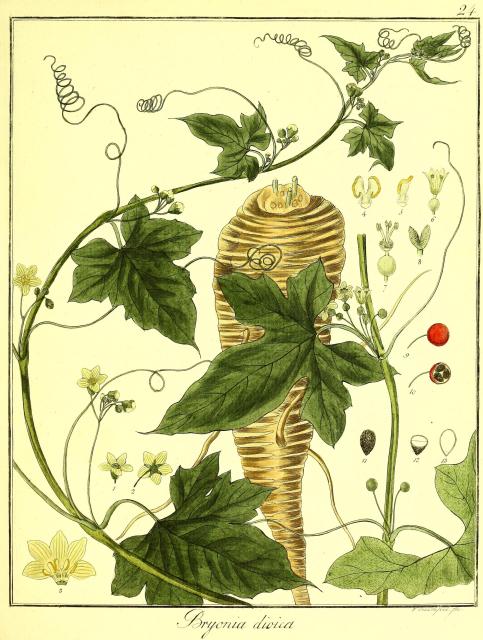 Vol. 06. Bild 24. Bryonia dioica.