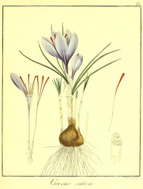 Vol. 06. Bild 25. Crocus sativus.