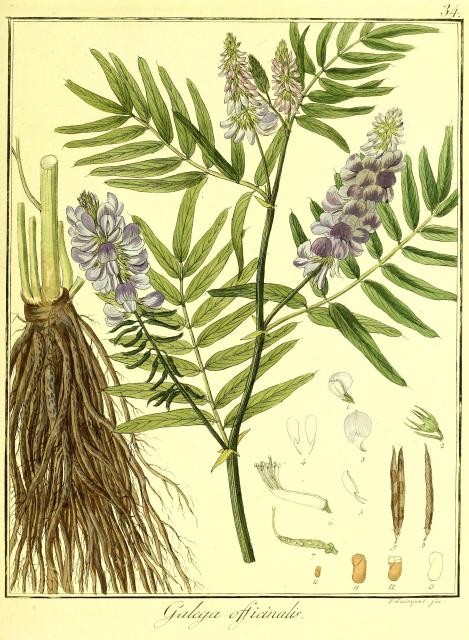 Vol. 06. Bild 34. Galega officinalis.