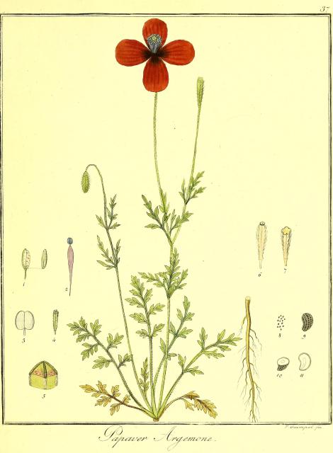 Vol. 06. Bild 37. Papaver argemone.