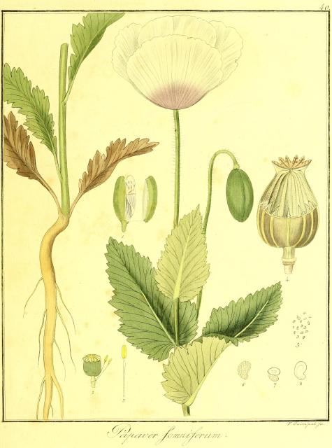 Vol. 06. Bild 40. Papaver somniferum.