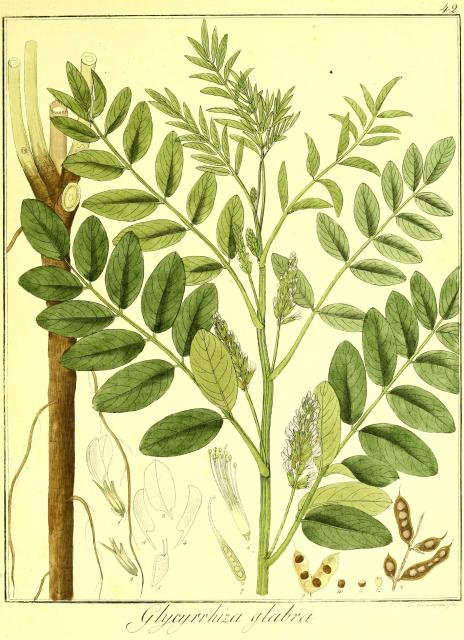 Vol. 06. Bild 42. Glycyrrhiza glabra.