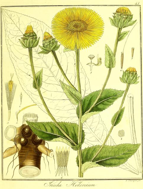 Vol. 06. Bild 45. Inula helenium.