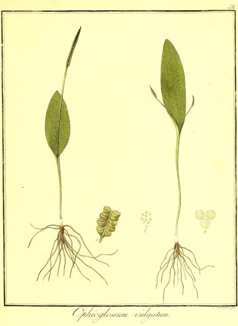 Vol. 06. Bild 48. Ophioglossum vulgatum.