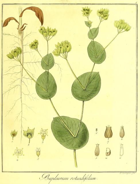 Vol. 07. Bild 01. Bupleurum rotundifolium.