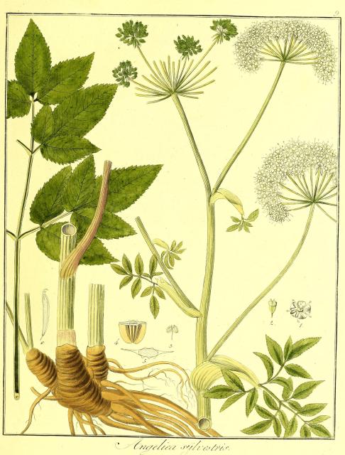 Vol. 07. Bild 09. Angelica sylvestris.