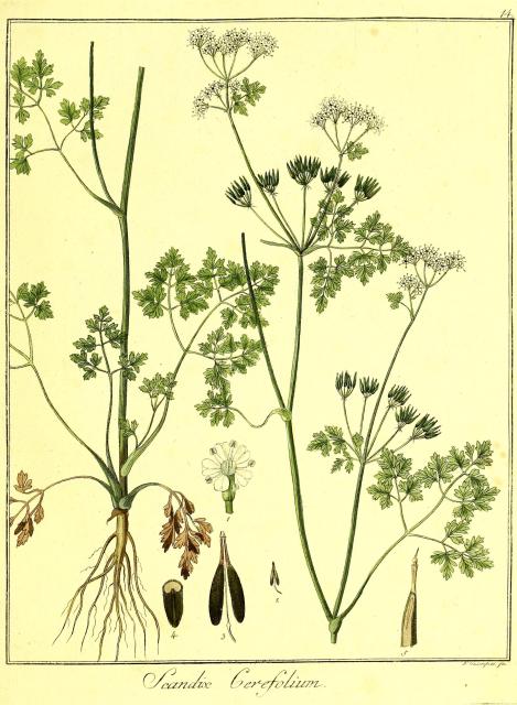 Vol. 07. Bild 14. Scandix cerefolium.