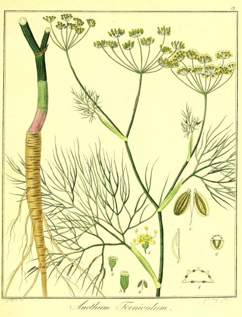 Vol. 07. Bild 18. Anethum foeniculum.