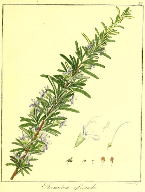 Vol. 07. Bild 25. Rosmarinus officinalis.