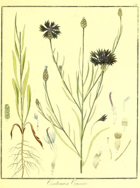 Vol. 07. Bild 32. Centaurea cyanus.