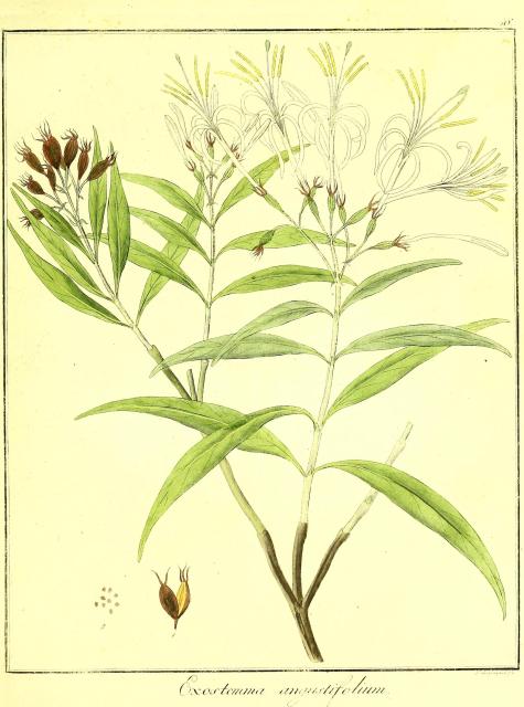 Vol. 07. Bild 46. Exostemma angustifolium.