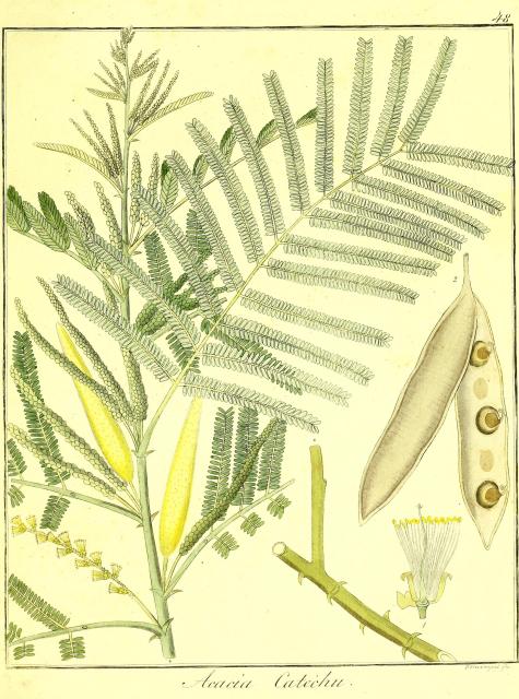 Vol. 07. Bild 48. Acacia catechu.